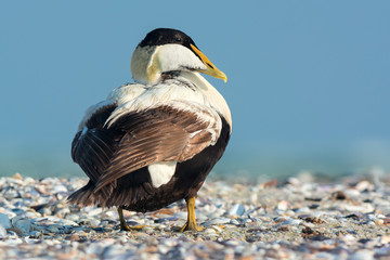 Poster - Common eider (Somateria mollissima)