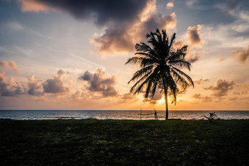 Wall Mural - palm on beach at sunset