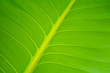 © wirote - green leaf nature background closeup