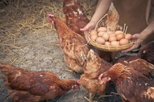 Close-up Farmer Hands Holding Fresh Chicken Eggs Into Basket At A Chicken Farm In Him Home Area. Concept Of Organic Farm.