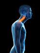 © Sebastian Kaulitzki - 3d rendered medically accurate illustration of a man with a forward head posture