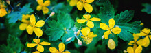 Yellow Celandine  Blossoms In Spring