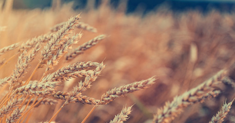 Wall Mural - heat field. golden ears of wheat or rye. close up. under the influence of sunlight.