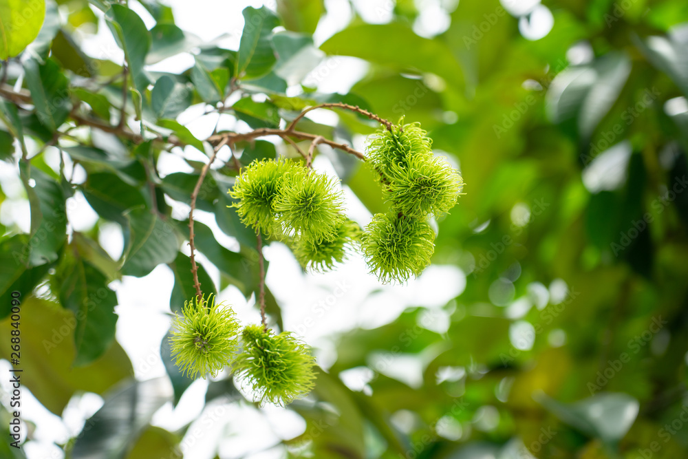 Rambutan from green rambutan trees When it is time to harvest, the ...