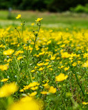 Fototapeta Dmuchawce - Field of Yellow Flowers