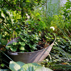 garden summer flowers in pots