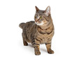 © adogslifephoto - Tabby cat on white standing looking side