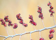 A branch of flowering elm photographed on a blurred beige background. Close-up and detailed photo