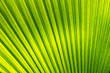© Bisual Studio/Stocksy - Detail of a green leave