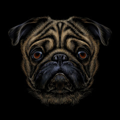 Wall Mural - hand-drawn, color graphic portrait of a pug breed dog on a black background.