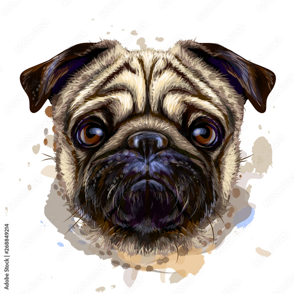 Pug. Artistic graphic, hand-drawn color portrait of the head of a pug breed dog on a white background with splashes of watercolor. - obrazy, fototapety, plakaty 