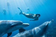 Mermaid Swimming With Dolphins