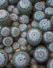 Cactus Grouping