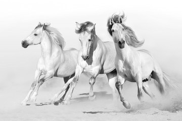  Trzy białe konie biegną galopem na pustynnym pyle. Czarny i biały