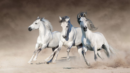 Wall Mural - three white horse run gallop on desert dust