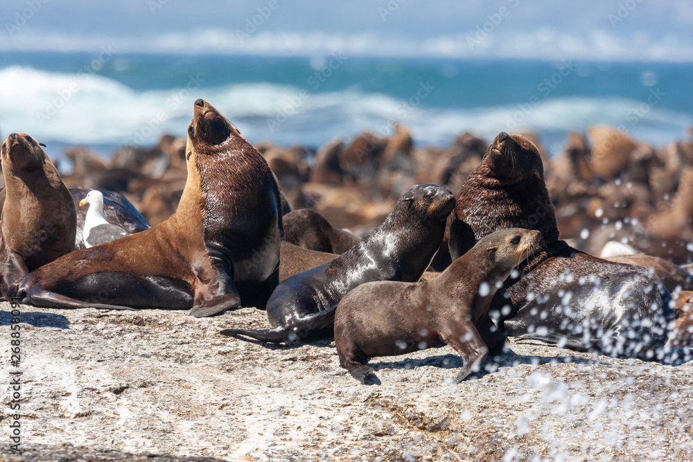 seal-island-colony-of-the-seal-national-parks-and-nature-reserves-of