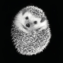 A Curled Up Hedgehog