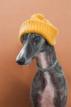Dog With A Wool Hat
