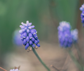 hyacinth on blue background