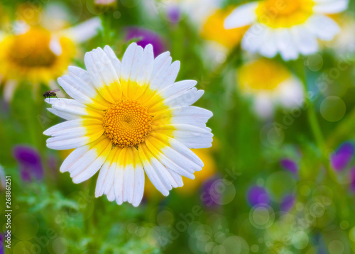 macro de una flor blancas en el campo