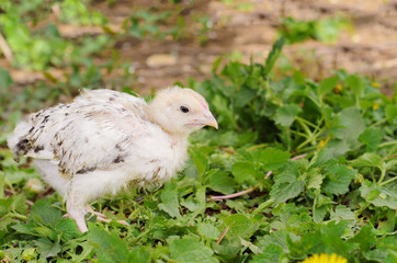 Little chicken on the grass. Farm birds, cubs.