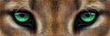 Big eyes. Green eyes of a mountain lion, cougar close-up.