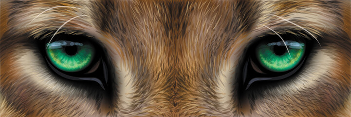 Wall Mural - big eyes. green eyes of a mountain lion, cougar close-up.