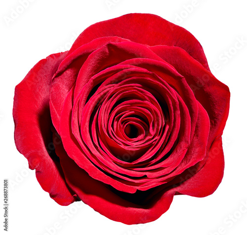 flower rose petal blossom red nature beautiful background