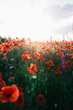 © Jovana Rikalo/Stocksy - Poppies at sunset
