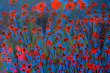A Bold Oil Painting Of Poppies In Red And Blue