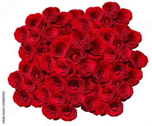 flower rose petal blossom red nature beautiful background