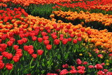 Fototapeta Tulipany - Kolorowe tulipany