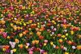 Fototapeta Tęcza - Kolorowe tulipany