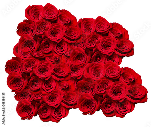flower rose petal blossom red nature beautiful background