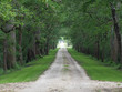 A driveway leads into the distance lined by green leaved trees on either side. tony skerl