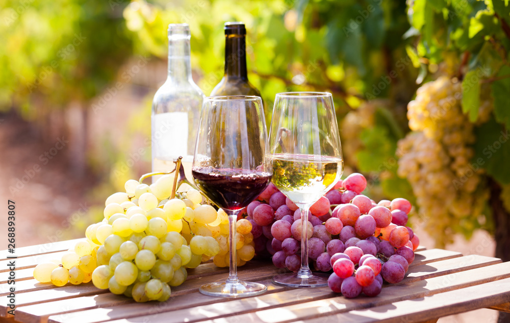 glasses of red and white wine and ripe grapes on table in vineyard - obrazy, fototapety, plakaty 