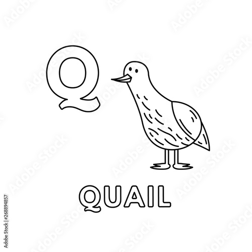 440 Coloring Pages Quail Download Free Images