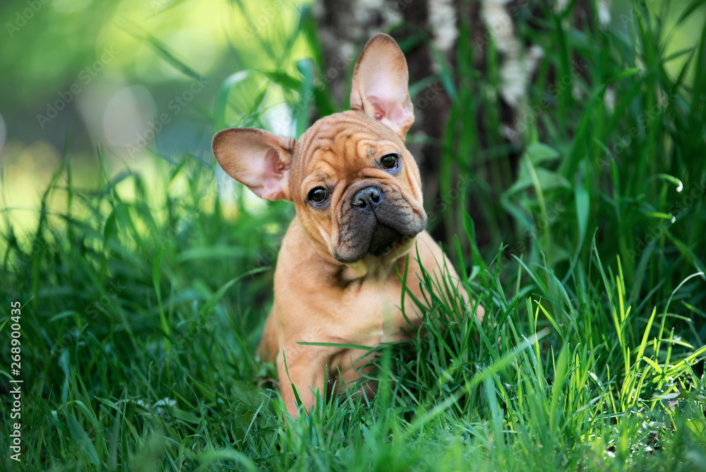 french bulldog puppy playing in the grass - obrazy, fototapety, plakaty 