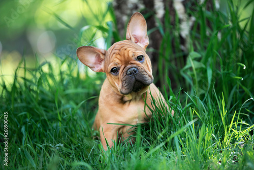 Fotomural french bulldog puppy playing in the grass