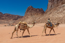 Resting Camels In The Red Desert In Wadi Rum, Jordan, Middle East.