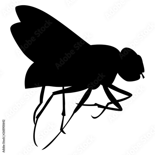 Fotografía Silhouette noire de mouche sur fond blanc