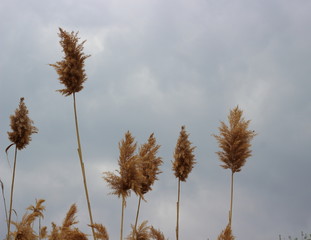 Wall Mural - Fluffy panicles of dry reed swaying in the wind at overcast spring day. Abstract natural background