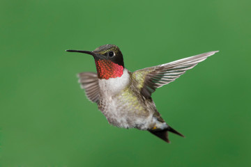 Ruby-throated Hummingbird