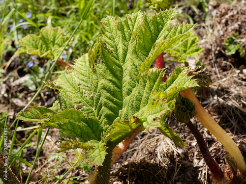 Gunnera Manicata Brazilian Giant Rhubarb Or Dinosaur Food Buy