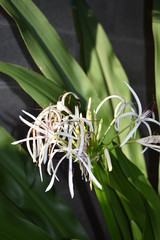 White spider lili: Lycoris Albiflora.  