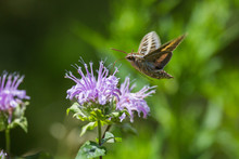 Sphinx Moth, Newton Hills State Park, South Dakota