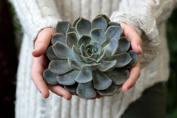 Wall Mural - girl's hands hold succulent echeveria