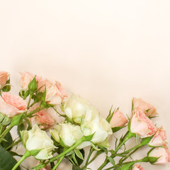 Wall Mural - white and pink roses on a light background
