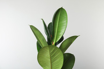 beautiful rubber plant on white background. home decor