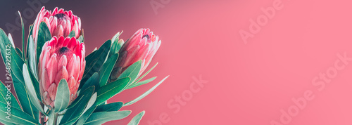 Protea buds closeup. Bunch of red King Protea flowers. Valentine's Day bouque...